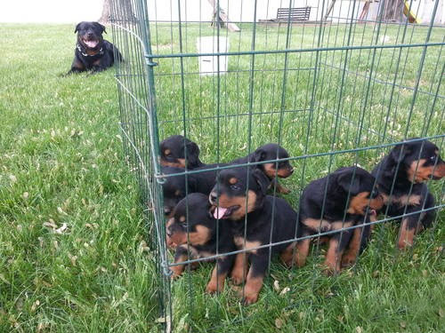 rottweiler puppies adoption